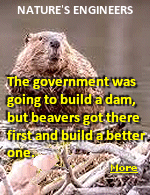 Beavers have saved Czech taxpayers a cool $1 million by flooding a protected former army training site where a long-stalled dam was planned. Among nature's great engineers, beavers and their inventions have long been championed by environmentalists for their ability to protect against flooding, improve water quality, and boost wildlife. Before humans started to build the dam, beavers set to work building a dam of their own.